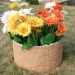 Цветник КАНЬОН купить в Азове